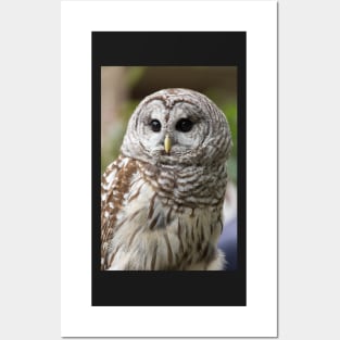 Barred Owl Portrait Posters and Art